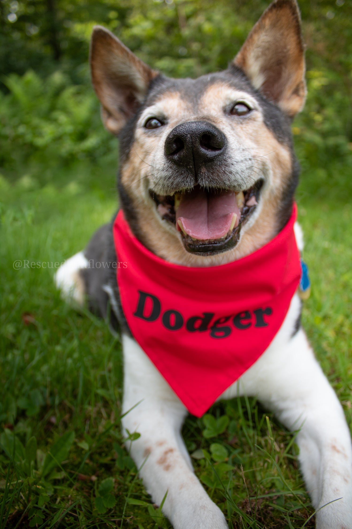 Dodger Dog Bandana 