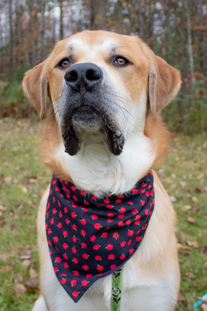 Red Apple Pet Bandana