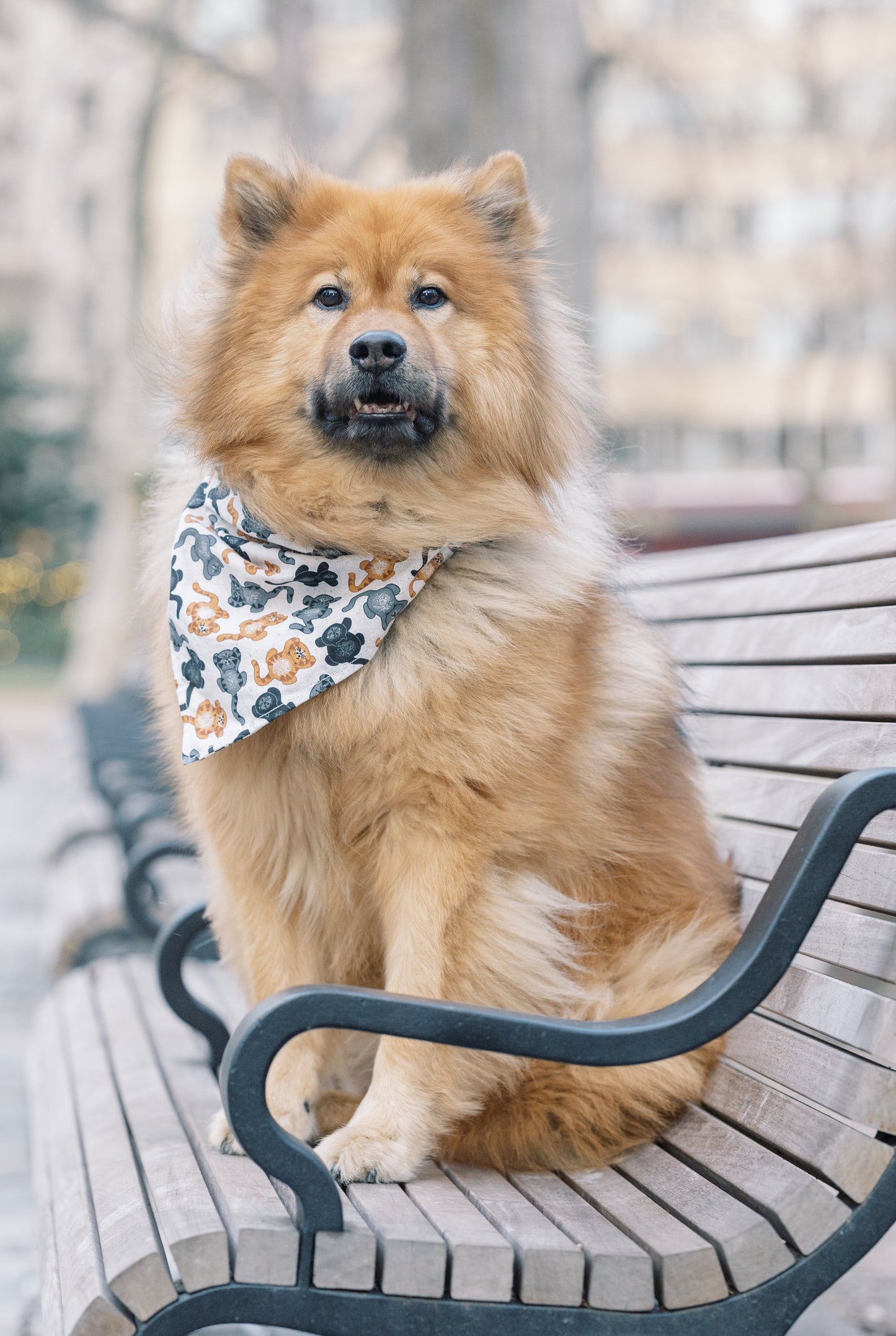 Kitty Sandbox Bandana - Cats Bandana