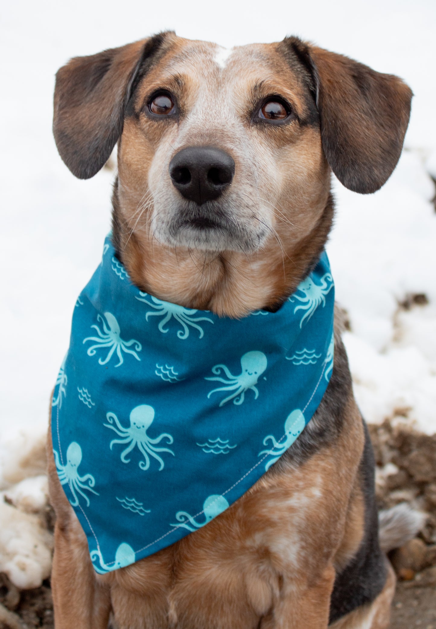 Calamari Special Bandana Octopus Dog Bandana