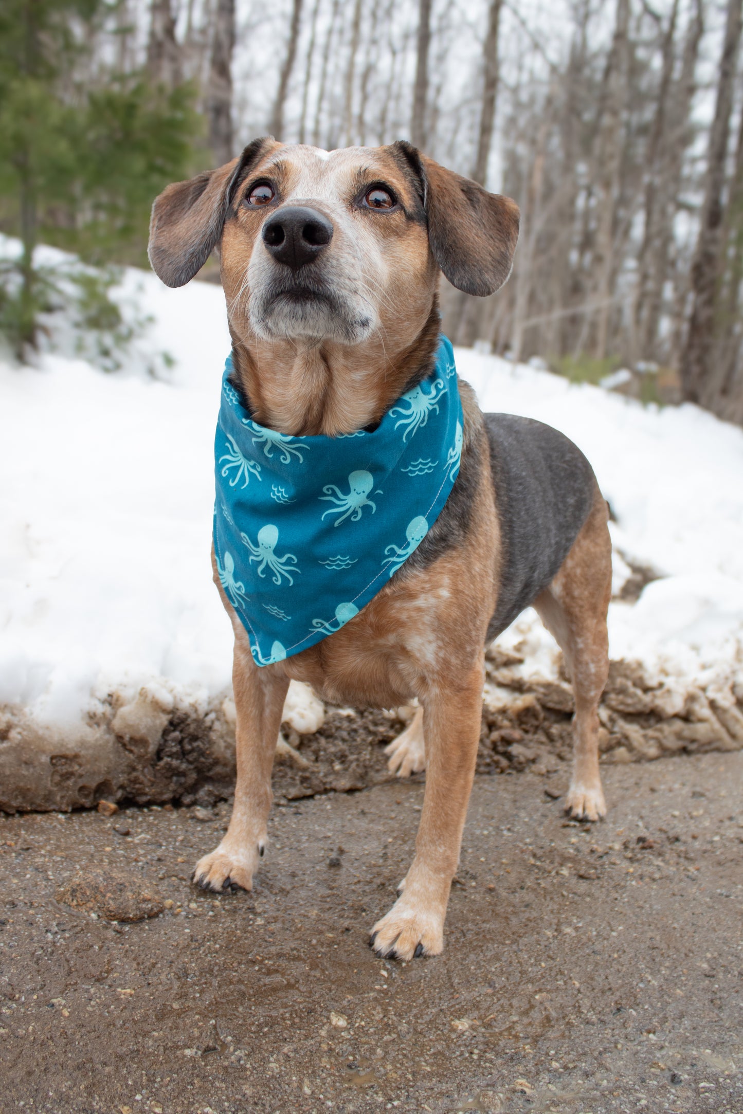 Calamari Special Bandana Octopus Dog Bandana