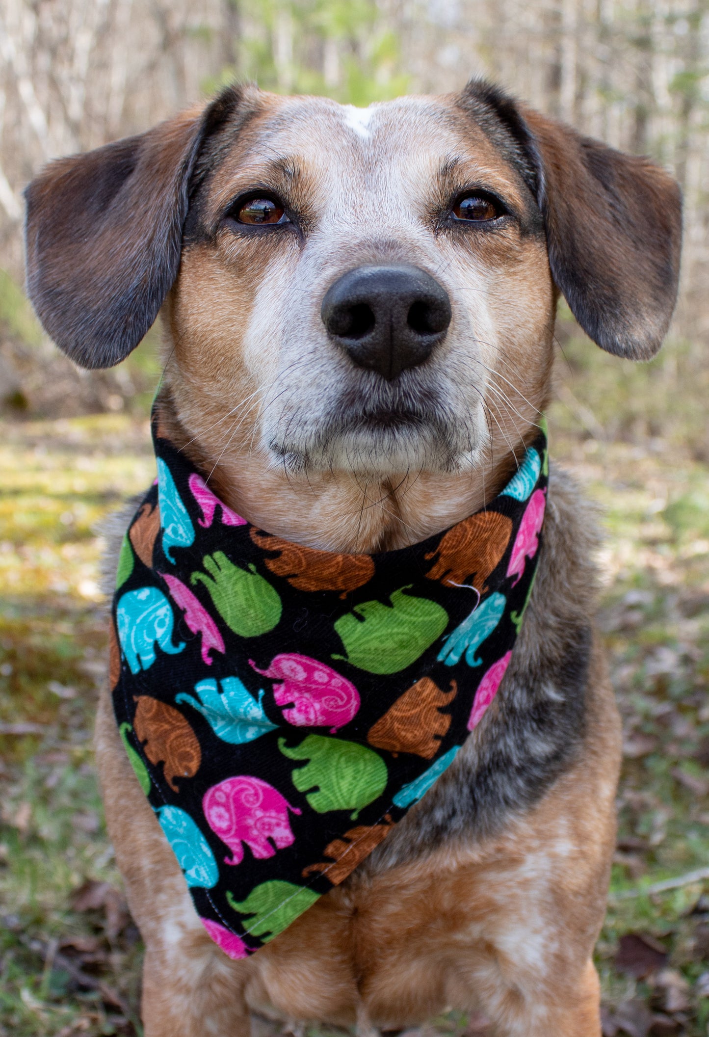 Colorful Elephant Bandana