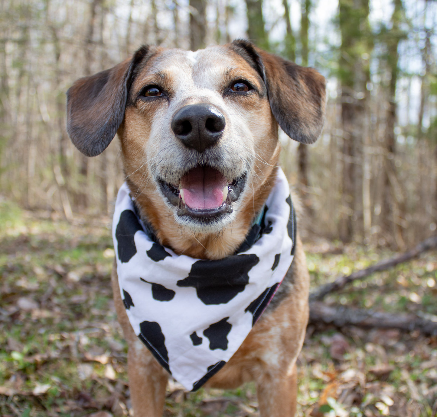 Cowgirl Bandana