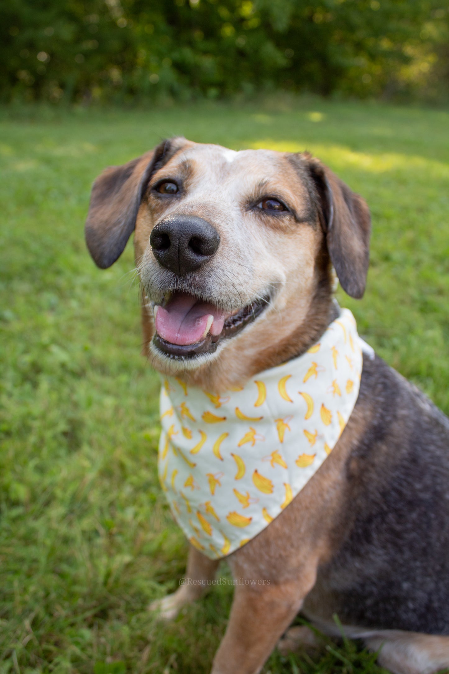 Gone Bananas Bandana Scrunchie Set