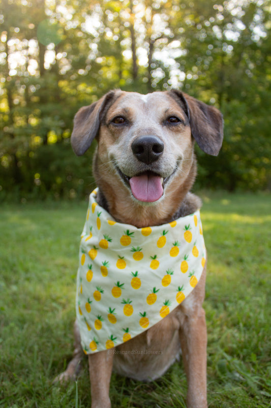 Pineapple Fruit Bandana Scrunchie Set