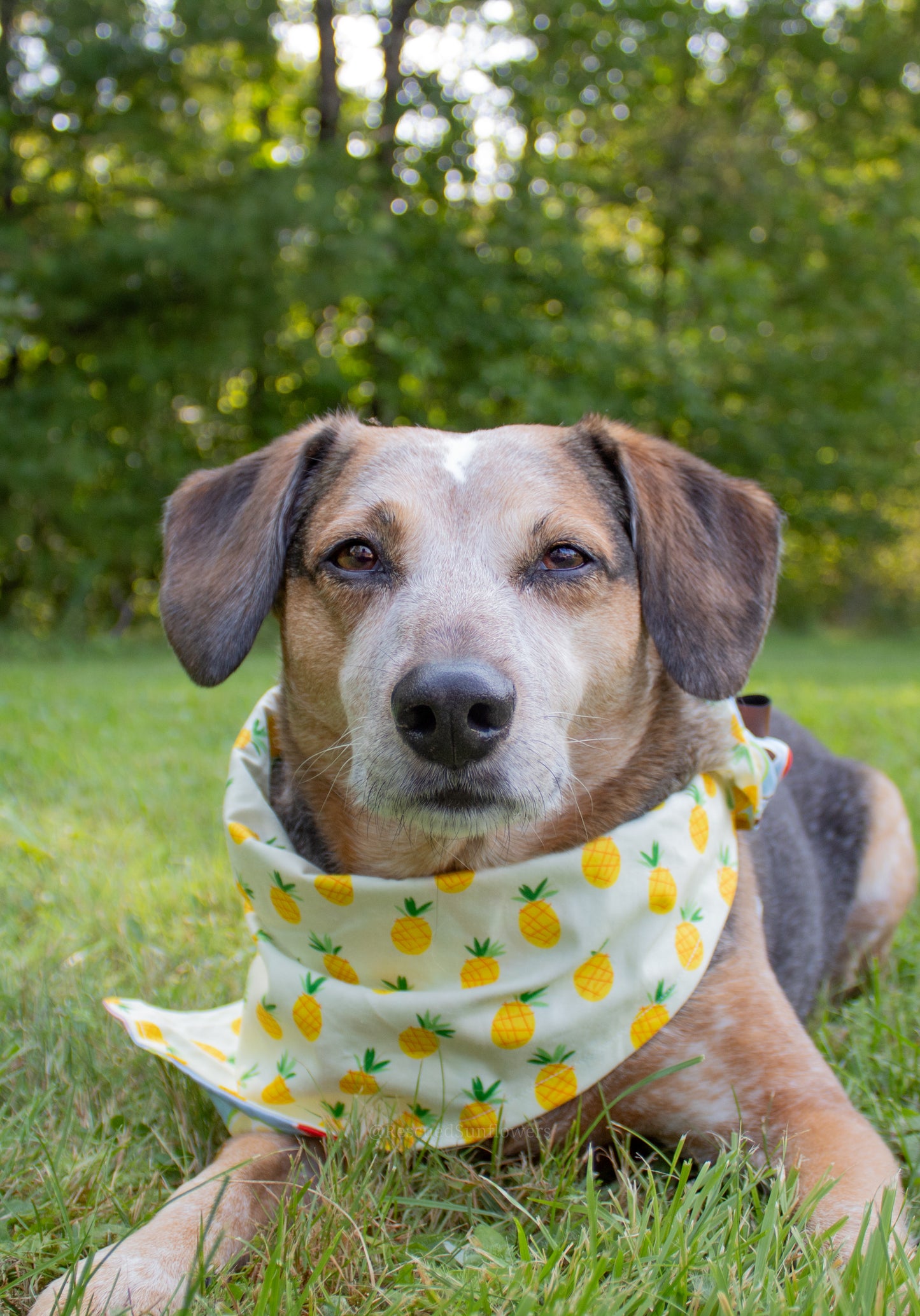 Pineapple Fruit Bandana Scrunchie Set