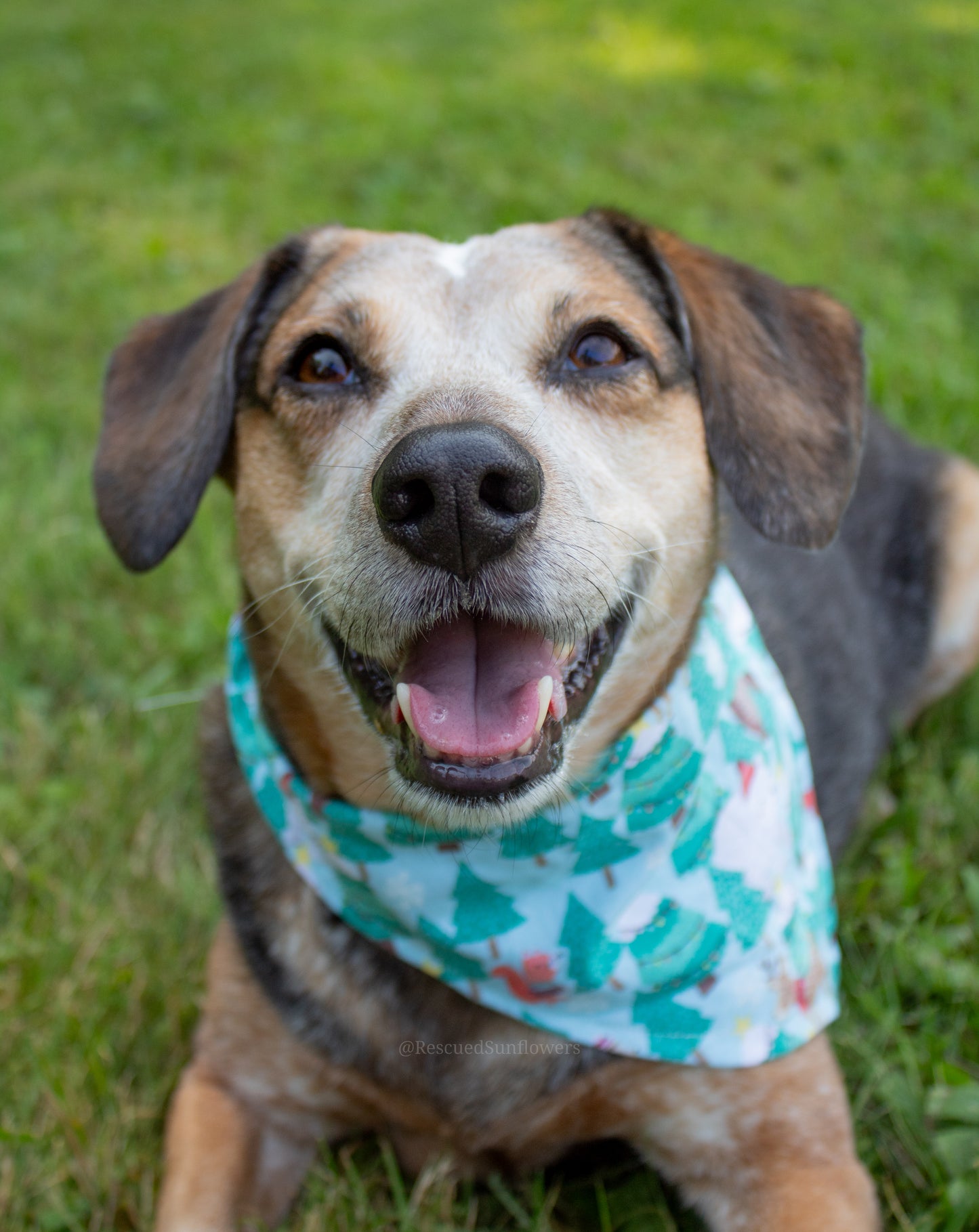 Winter Animals Bandana