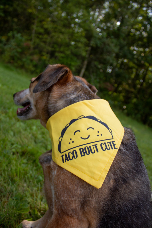 Taco Bout Cute Yellow With Black Vinyl