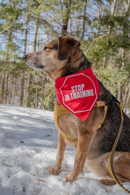 Stop In Training CK9 Collaboration Bandana