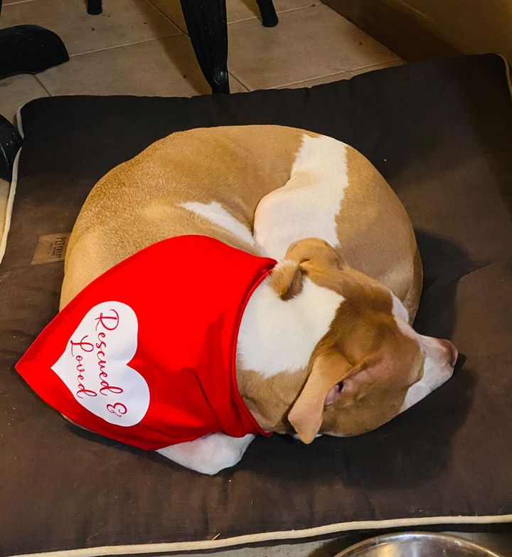 Dog in Red bandana with White Rescued and Loved Bandana 