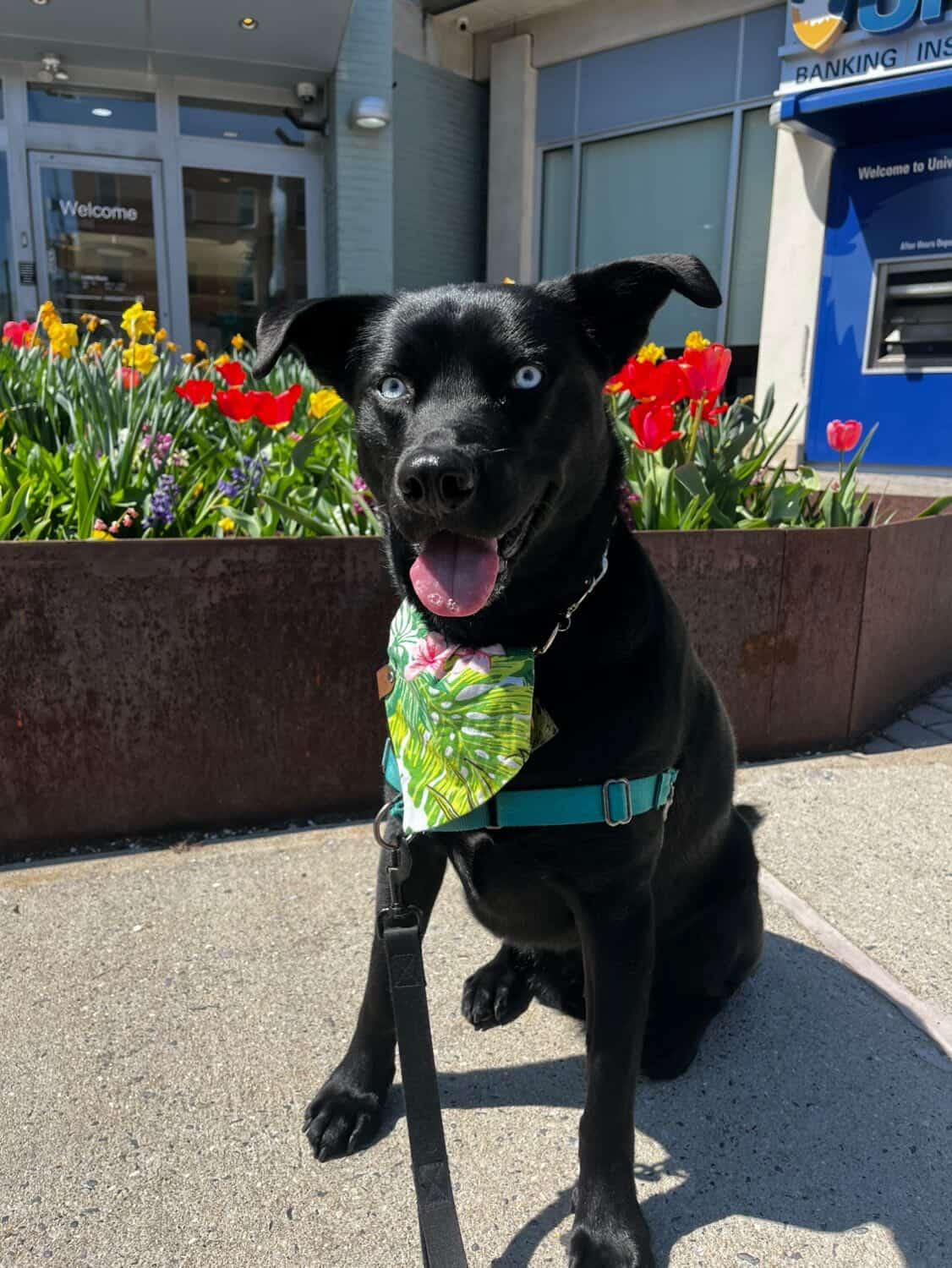 Beach Waves Bandana