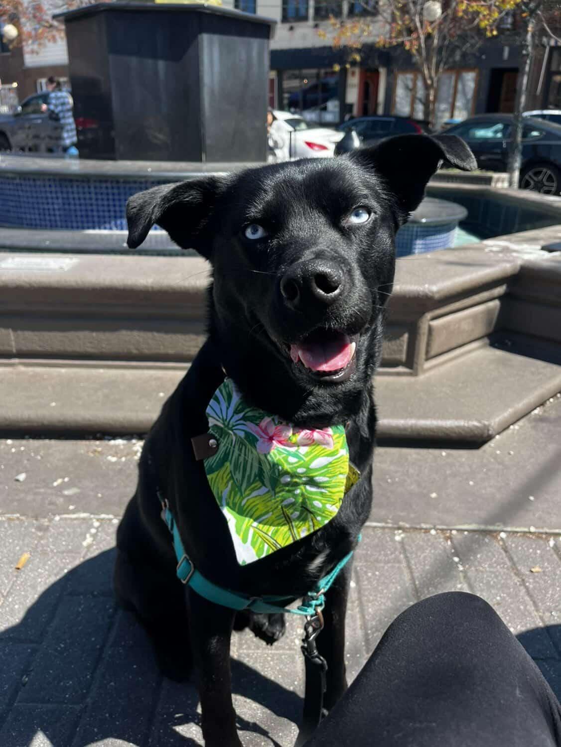 Beach Waves Bandana