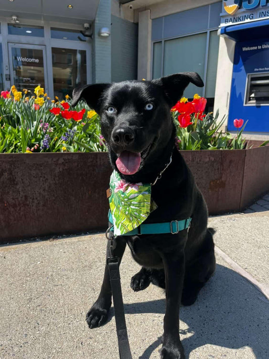 Island Floral Bandana or Bandana Scrunchie Set