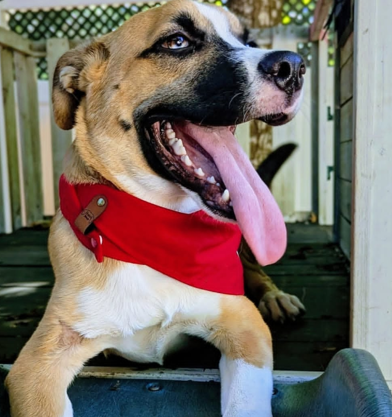 Foster Dog Bandana - Customizable