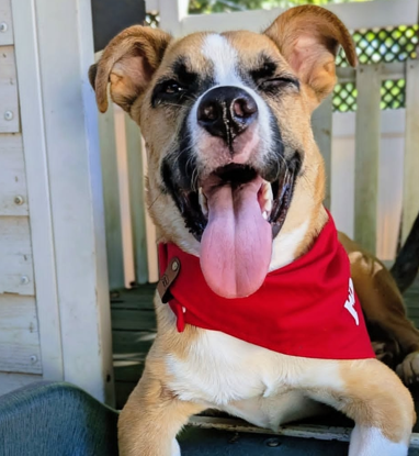 Foster Dog Bandana - Customizable