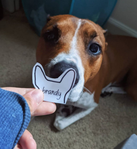 Dog Sniffing a Sticker 