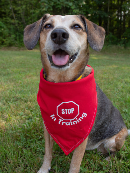 Stop In Training Reversible Ask to Pet Bandana - CK9 Collaboration Bandana