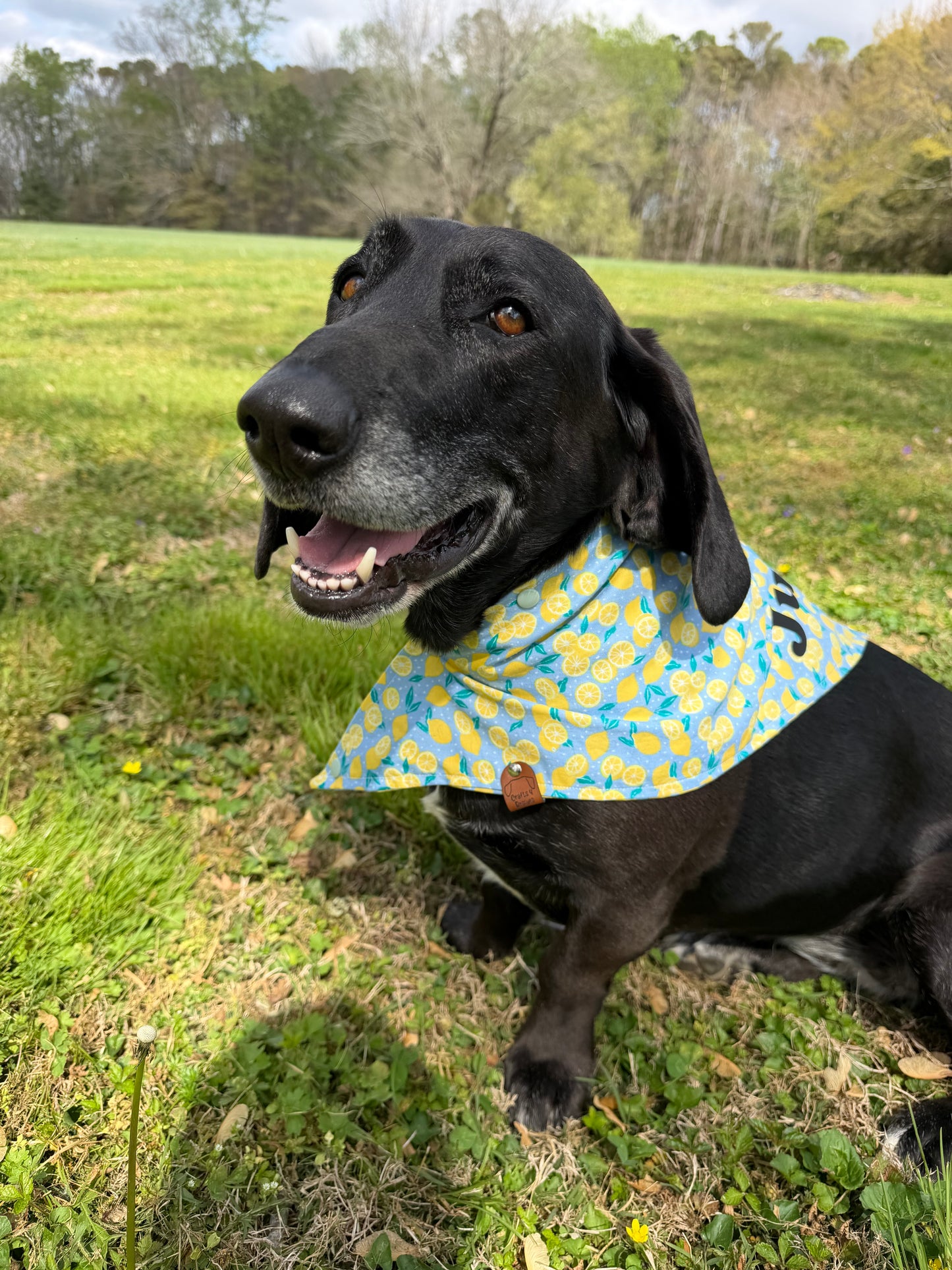 Lemon Bandana or Bandana Scrunchie Set