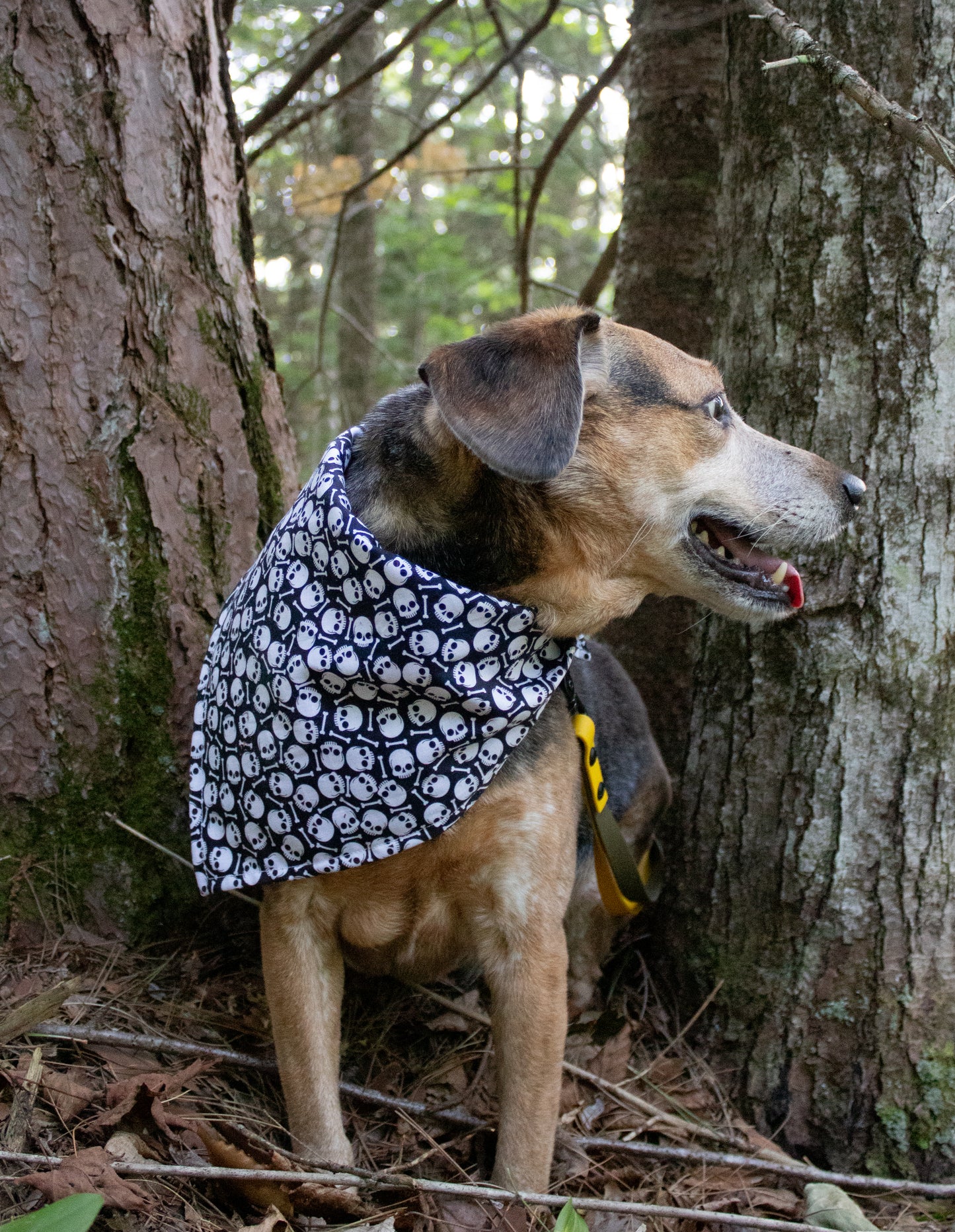 Purple Plaid Skulls Bandana