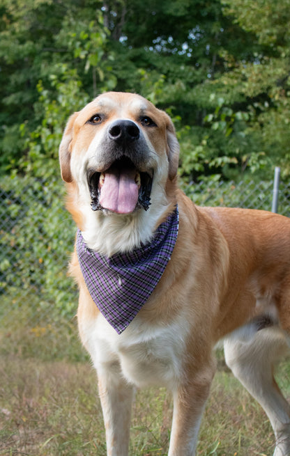 Purple Plaid Skulls Bandana