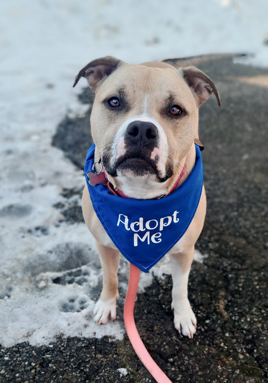 Adopt Me Bandana