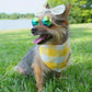 Sunny Day Reversible Acorn Dog Bandana
