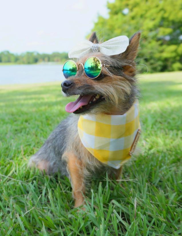 Sunny Day Reversible Acorn Dog Bandana