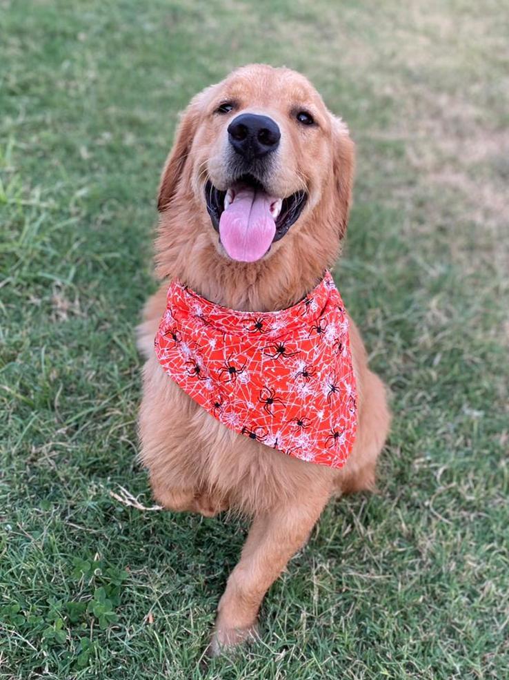 Spooky Ghosts Reversible Spider Dog Bandana