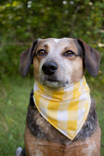 Sunny Day Reversible Acorn Dog Bandana