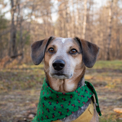 Scottish Terrier Christmas Bandana