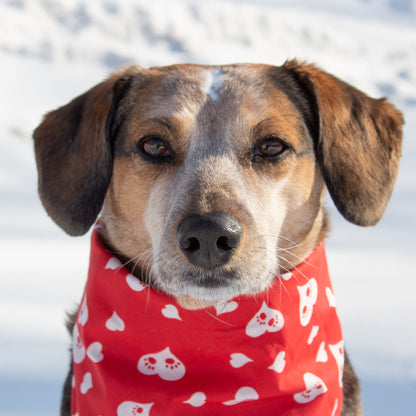 Pawsome Hearts Medium Lightweight Bandana