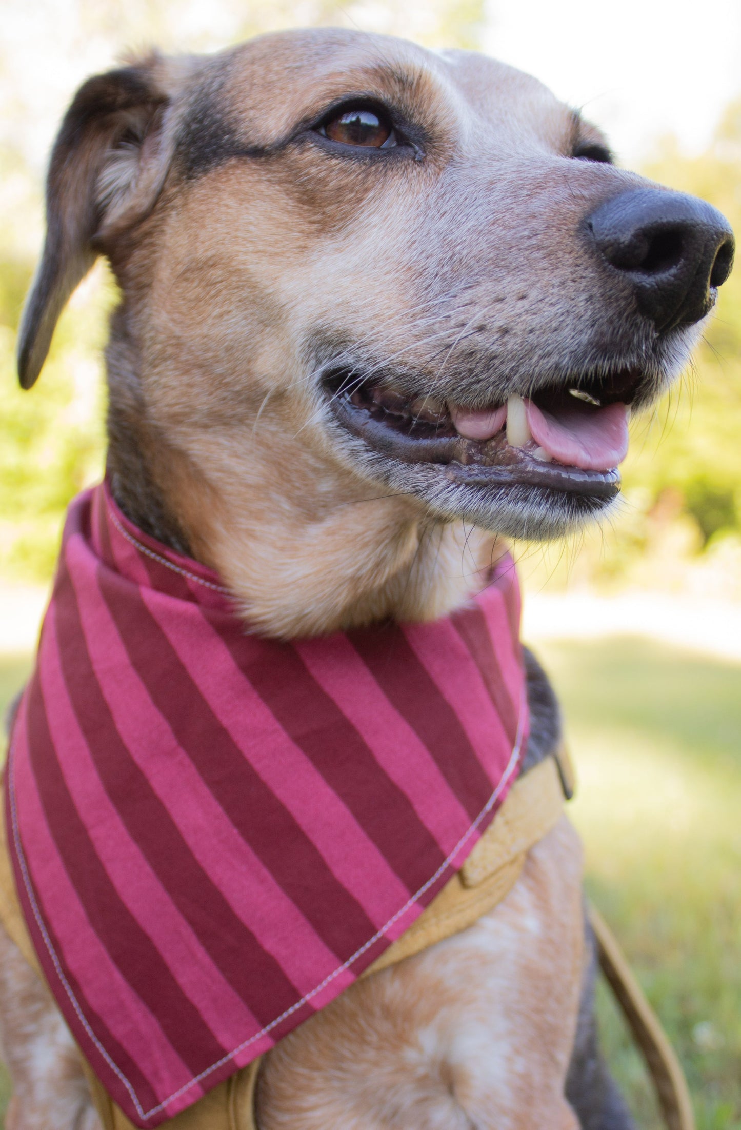 Cherry Bandana